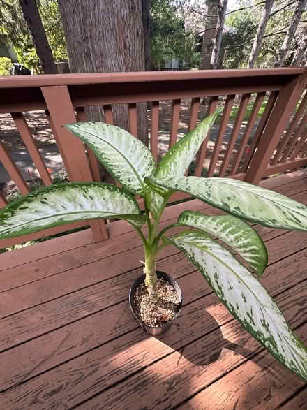 Photo of free Dumb cane plant (Princeton close to Rt 1) #2