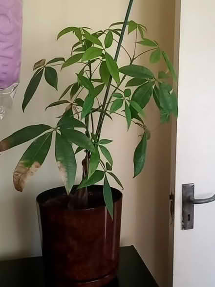 Photo of free Money tree plant (Westbourne BH4) #1