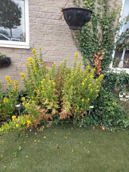 Photo of free Plants that come year after year (Wibsey BD6) #2