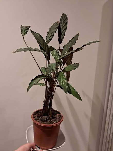 Photo of free Houseplant (Oldfield Park) #1