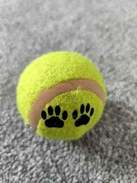 Photo of free Dog chew tennis balls (Kelham Island S3) #2