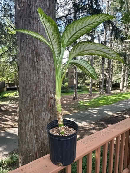 Photo of free Dumb cane plant (Princeton close to Rt 1) #1