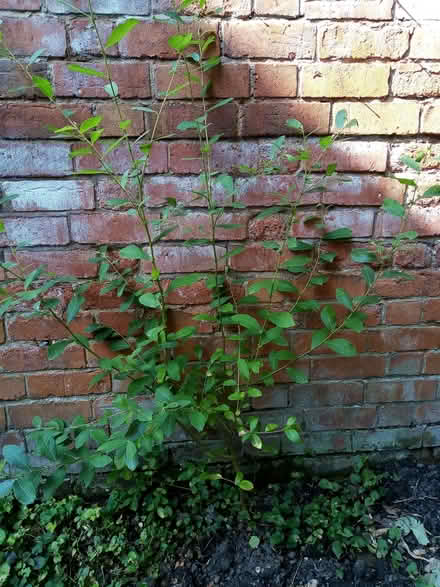 Photo of free saplings (Loughborough LE11) #4