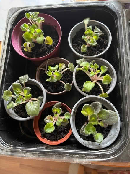 Photo of free African Violet cuttings (Twerton) #1