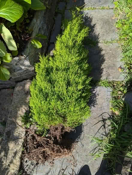 Photo of free Evergreen tree (BT8 Carryduff) #1