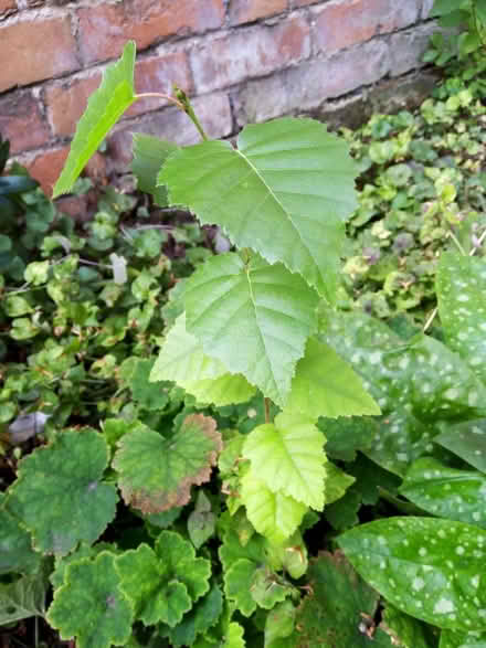 Photo of free saplings (Loughborough LE11) #3
