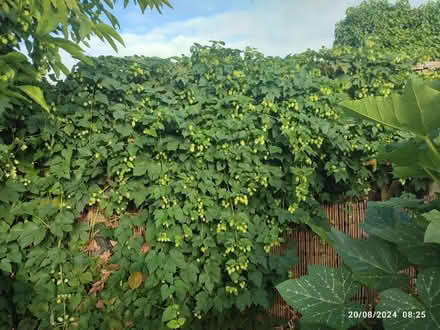 Photo of free Fresh Hops (OX4 Temple Cowley) #2