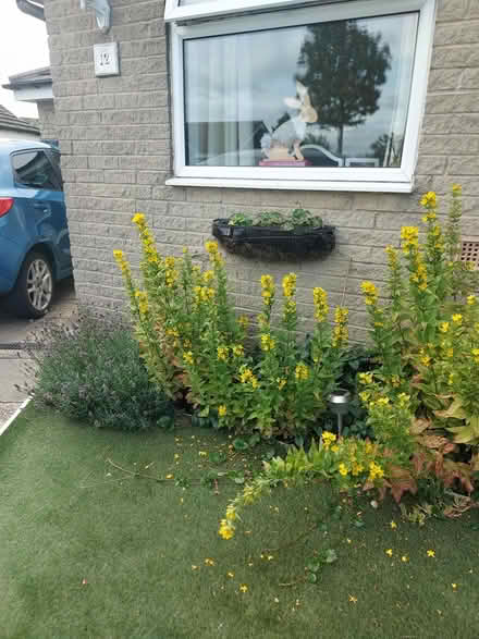 Photo of free Plants that come year after year (Wibsey BD6) #1