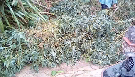Photo of free Eucalyptus Leaves (Hayling Island PO11) #2