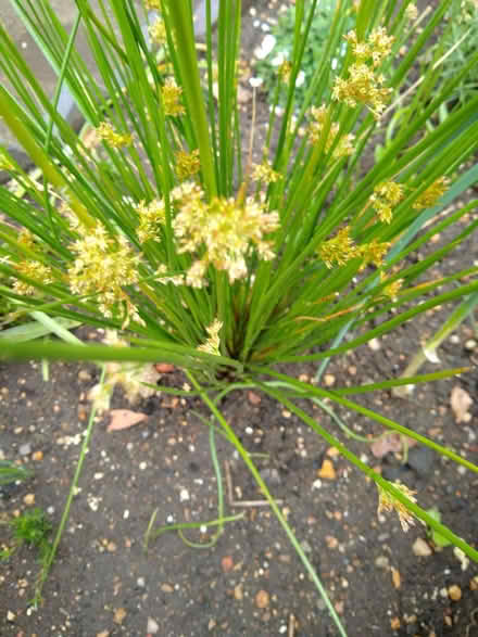 Photo of free plant (bedford) #3