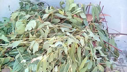 Photo of free Eucalyptus Leaves (Hayling Island PO11) #3