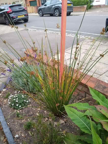 Photo of free plant (bedford) #2