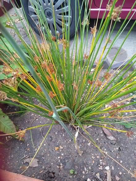 Photo of free plant (bedford) #1
