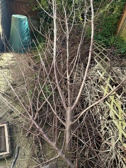 Photo of free Tree wood (Canvey SS8) #1