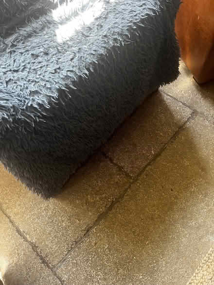 Photo of free Dog bed /sofa bed (Bradford on Avon BA15) #4