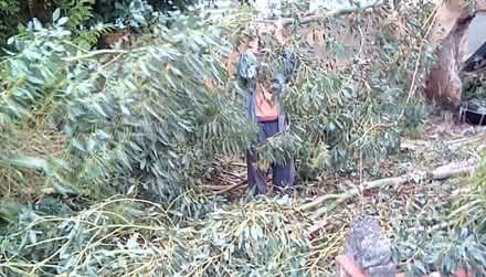 Photo of free Eucalyptus Leaves (Hayling Island PO11) #1