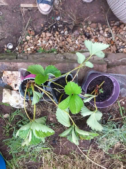 Photo of free Strawberry plants (Milburn CA10) #1