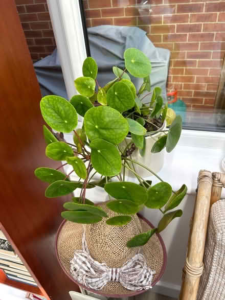 Photo of free Baby Chinese money plant x2 (Didcot OX11) #1