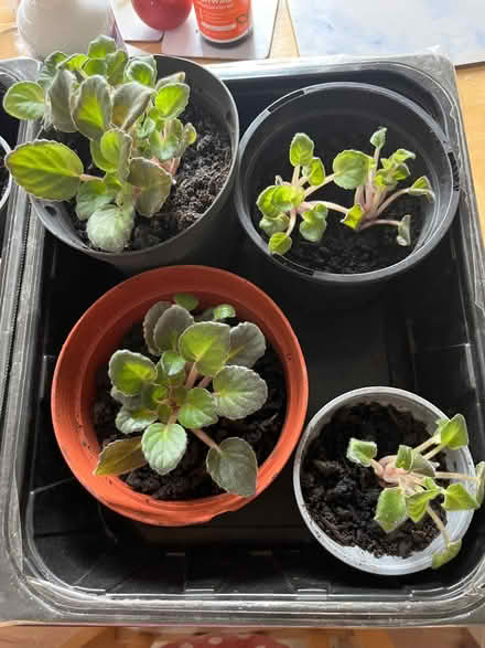 Photo of free African Violet cuttings (Twerton) #2