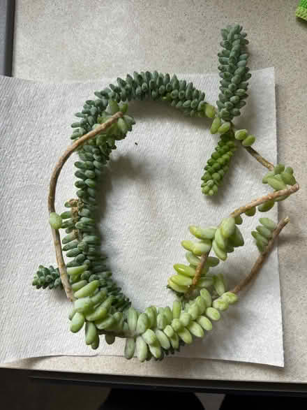 Photo of free Donkey tail succulent (Woodford IG8) #1