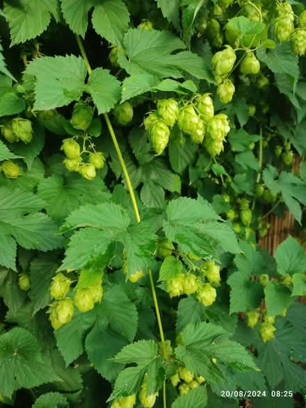 Photo of free Fresh Hops (OX4 Temple Cowley) #1