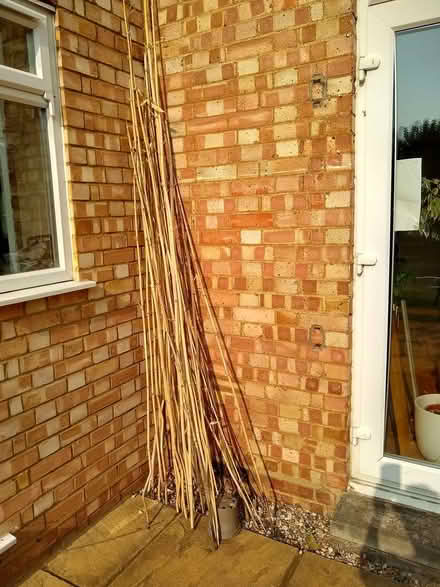 Photo of free bamboo sticks for beans etc (bedford) #2