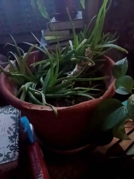 Photo of free Aloe vera plants (Tuckswood NR4) #1