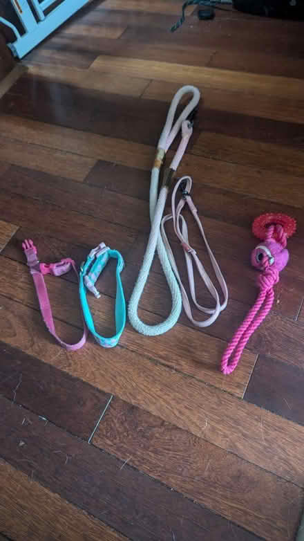 Photo of free Dog collars and leases (Park View - Colombia Heights) #1