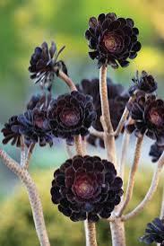 Photo of Aeonium 'Zwartkop' cutting (4 miles south of Petworth) #1