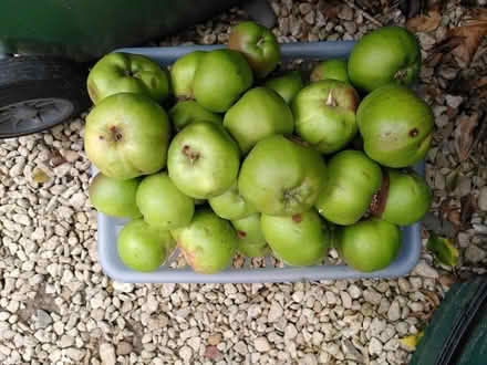 Photo of free Unripe Bramley apples (Cricket Road OX4) #1