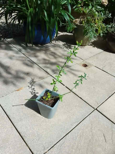 Photo of free Winter Jasmine (IP5) #1