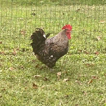 Photo of free Jersey Giant Rooster (Niverville, NY) #1