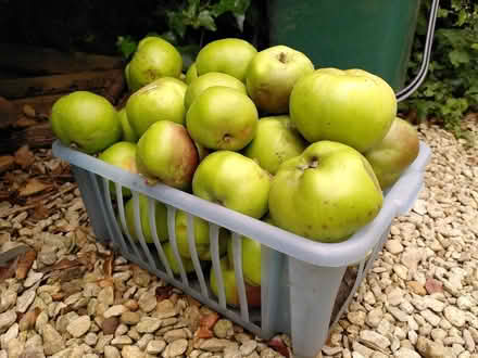 Photo of free Unripe Bramley apples (Cricket Road OX4) #2