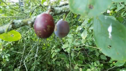 Photo of free Damsons (Canworthy Water PL15) #2