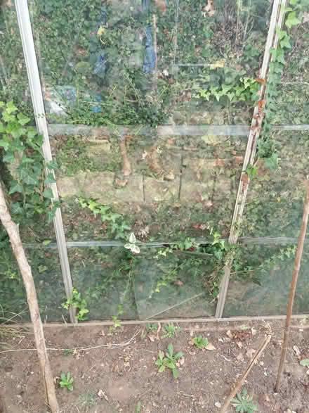 Photo of free Greenhouse (Rockland St Mary, NR14) #3