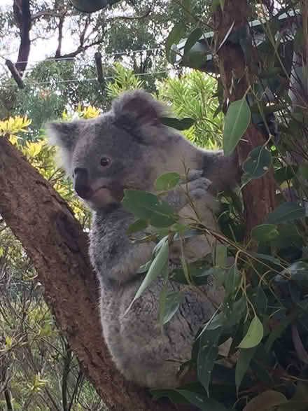 Photo of Koala-Themed Items (NW/NE) #1