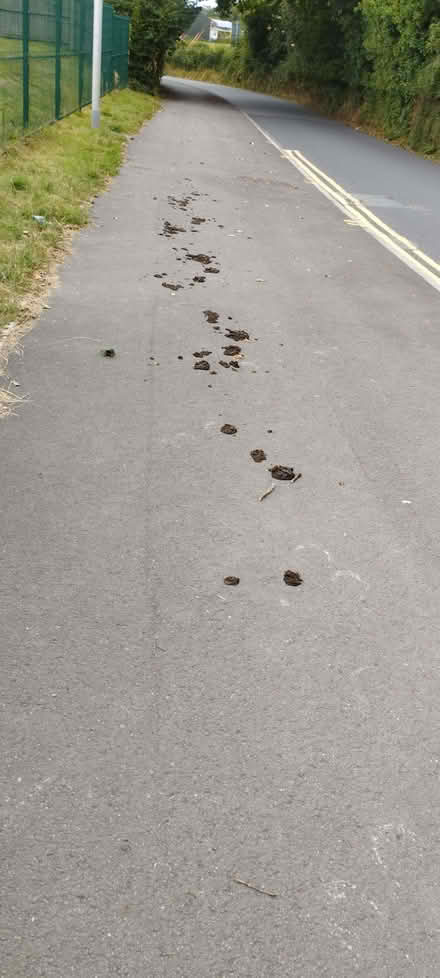 Photo of free Public Horse manure poop for compost (Penarth CF64) #2