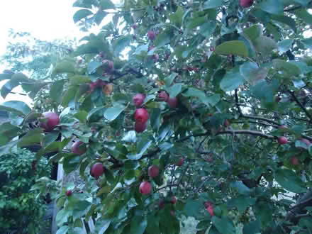 Photo of free Crab apples (Willingdon BN20) #1