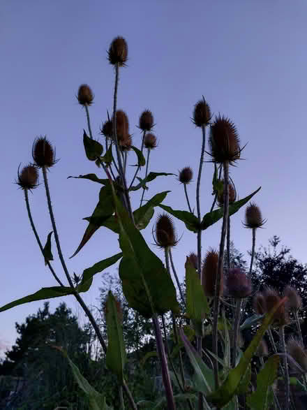 Photo of free Teasles (YO24 Holgate) #1
