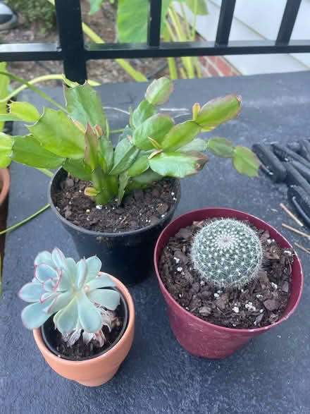 Photo of free plants (Larchmont, Norfolk) #1