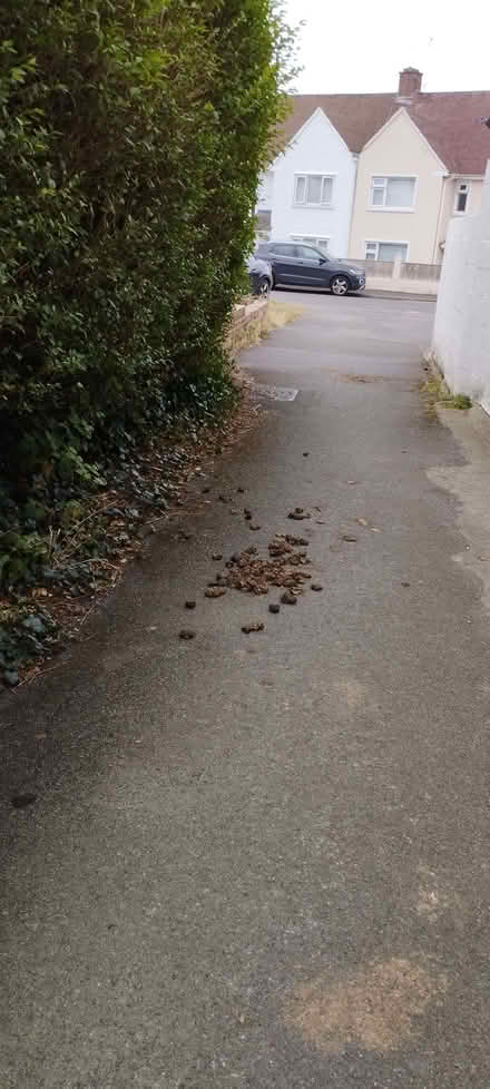 Photo of free Public Horse manure poop for compost (Penarth CF64) #1
