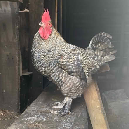 Photo of free Jersey Giant Rooster (Niverville, NY) #2