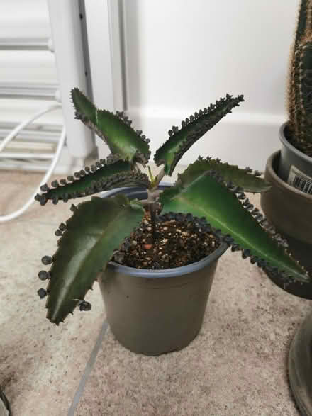 Photo of free House plant (Dover) #1