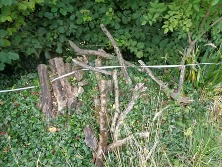 Photo of free Logs (TQ12 4QX) #1
