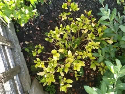 Photo of free Skimmia shrub and damaged terracotta pots. (Longton PR4) #1