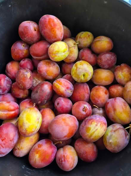 Photo of free Bag of plums (Annscroft) #1