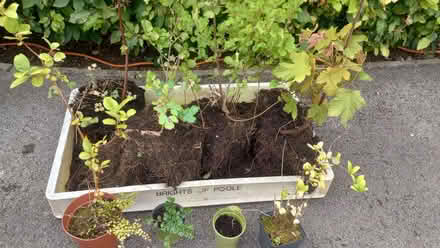 Photo of free Miscellaneous garden plants (Innsworth GL3) #1