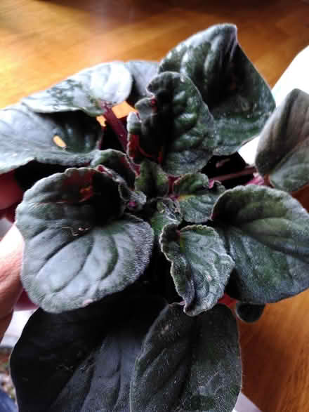 Photo of free Pink African violet (Earlham NR4) #1