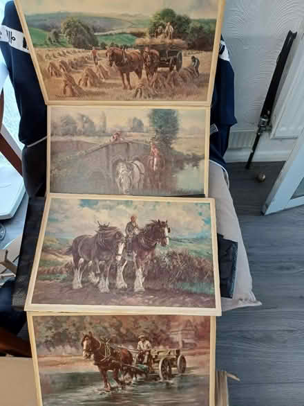 Photo of free Shire horse pictures (Sandford on thames OX4) #1