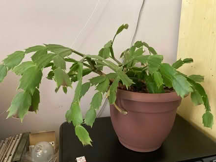 Photo of free Christmas Cactus in Old Bowie (Old Town Bowie) #1
